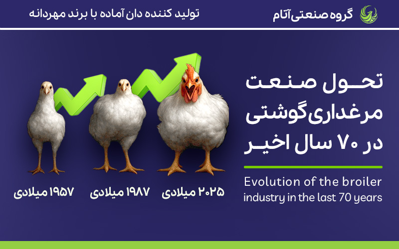 تکامل صنعت مرغداری گوشتی در 70 سال اخیر